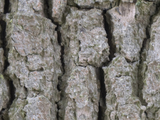 3d модель - Кора дерева