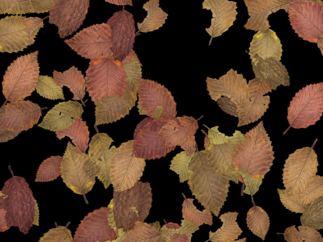 текстура - Опавшие листья